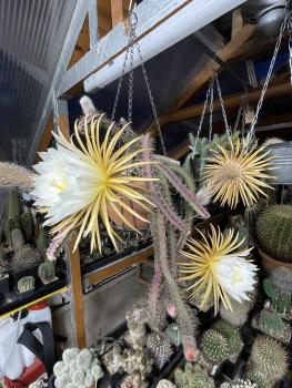 Kopfstecklinge von selenicereus grandiflorus